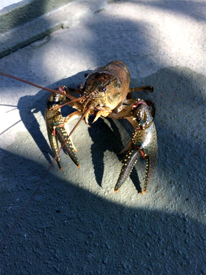 Northern Crayfish