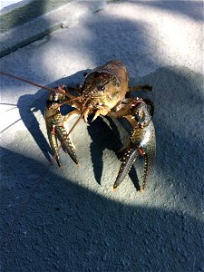 Northern Crayfish photo