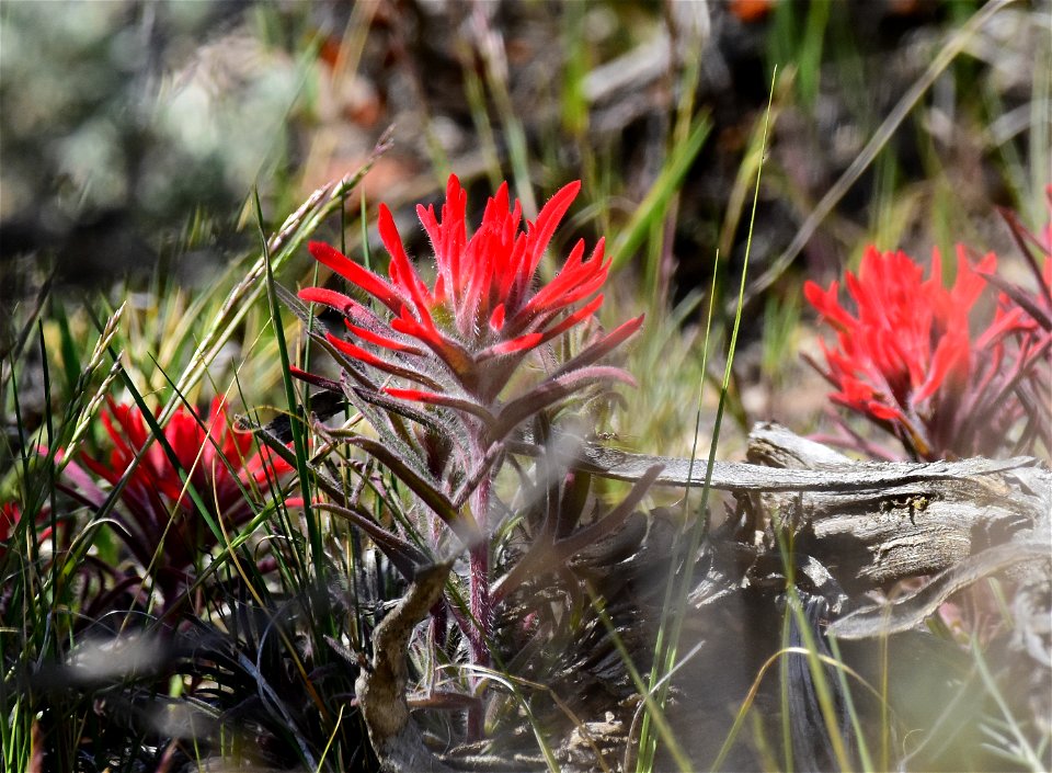 Paintbrush on Seedskadee National Wildlife Refuge