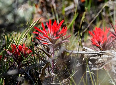 Paintbrush on Seedskadee National Wildlife Refuge photo