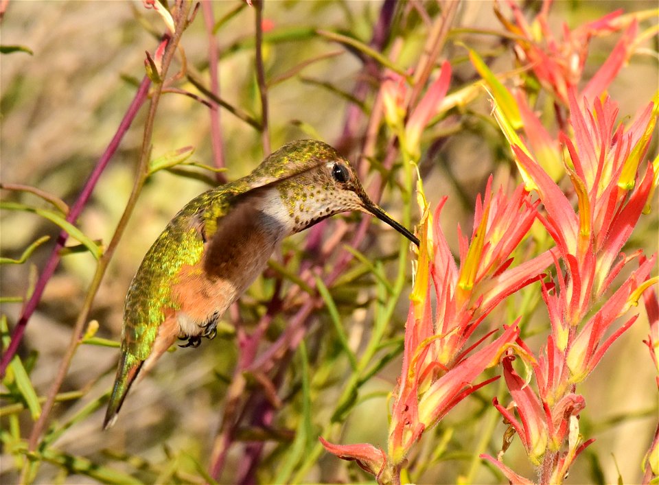 Rufous hummingbird at Seedskadee National Wildlife Refuge