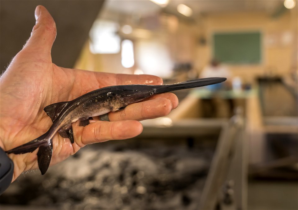 Paddlefish Fingerling photo