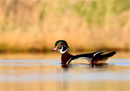 Wood duck at Seedskadee National Wildlife Refuge photo