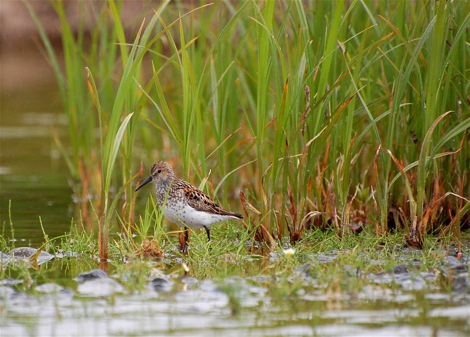 Western Sandpiper