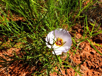 Spring wildflowers-12 photo