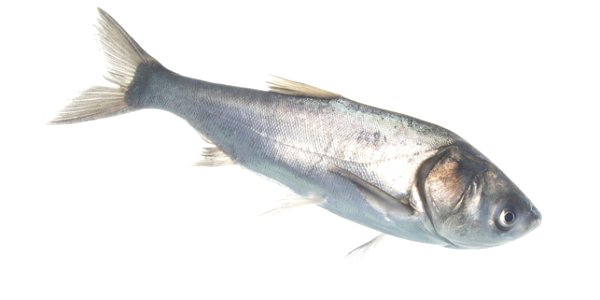 Silver Carp (Hypophthalmichthys molitrix)- (4) photo