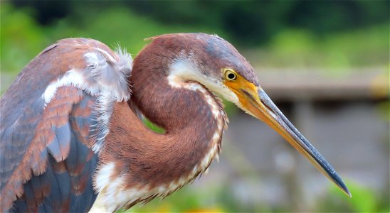 Tricolor Heron (juvenile)