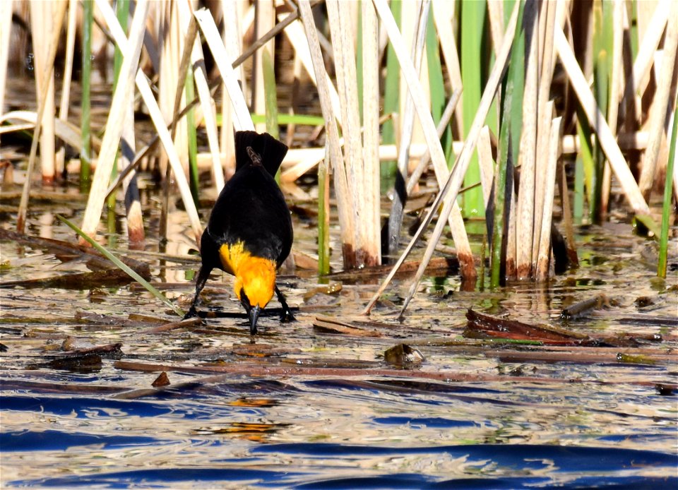 Yellow headed blackbird at Seedskadee National Wildlife Refuge