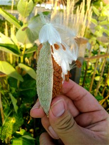 Milkweed Seed Pod photo