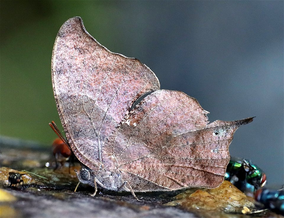LEAFWING, PALE-SPOTTED (Anaea pithyusa) (01-06-2022) the butterfly center, mission, hidalgo co, tx -01
