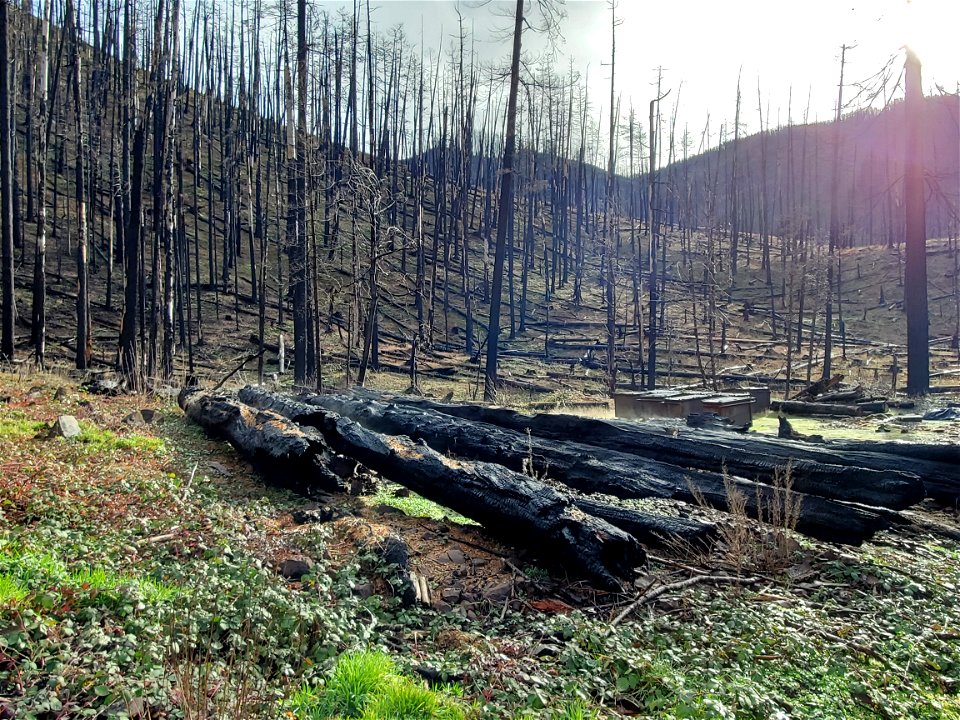 Dead trees and burned dumpsters after Riverside Fire, Mt. Hood National Forest