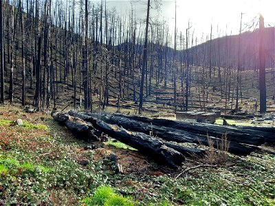 Dead trees and burned dumpsters after Riverside Fire, Mt. Hood National Forest photo