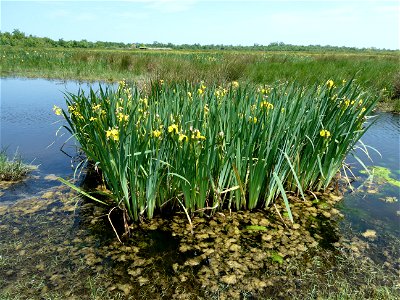 Iris pseudacorus L., 1753