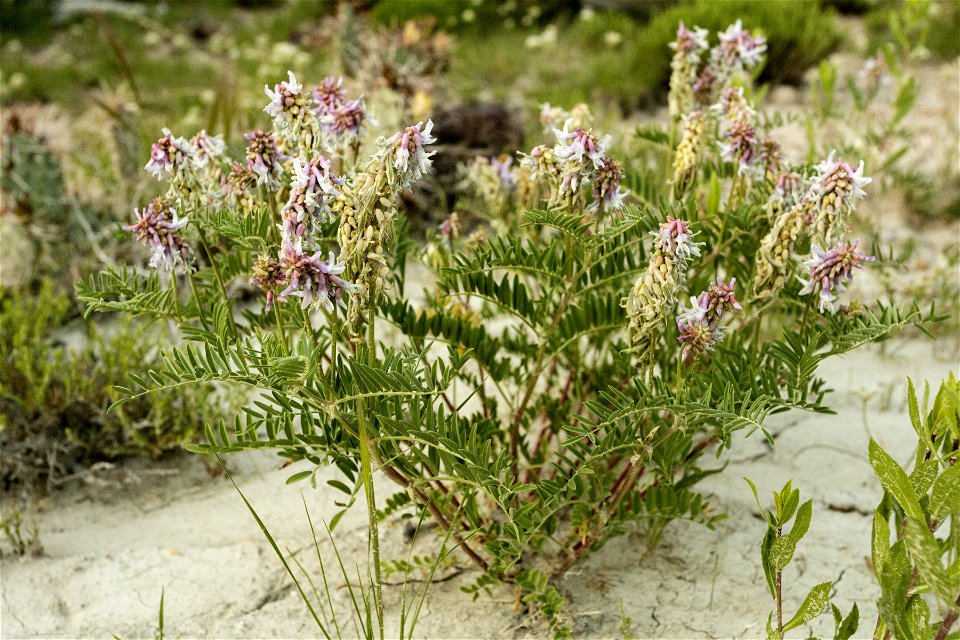 Astragalus bisulcatus