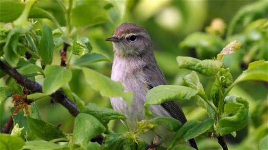 Kuckuck! Der Zilpzalp schaut frech aus dem Zwetschgenbaum