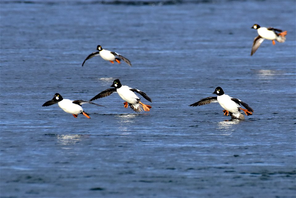 Common goldeneye at Seedskadee National Wildlife Refuge