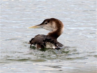 094 - YELLOW-BILLED LOON (10-20-2021) adult, harbor, crescent city, del morte co, ca  (1)