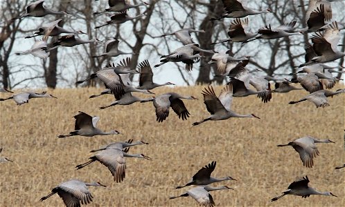 Sandhill Cranes Huron Wetland Management District South Dakota
