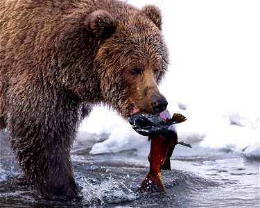 Kodiak brown bear catches a salmon. photo
