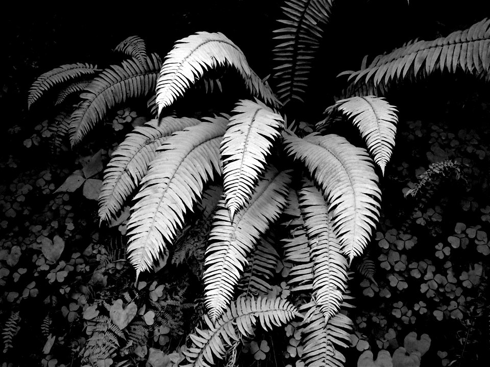 15 BLACK & WHITE STUDIES -   Dust on roadside plants, del norte co, ca (4)