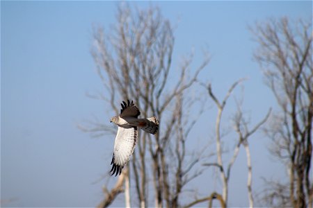 Northern Harrier Owens Bay Lake Andes National Wildlife Refuge South Dakota
