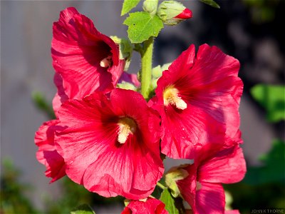 Hollyhocks