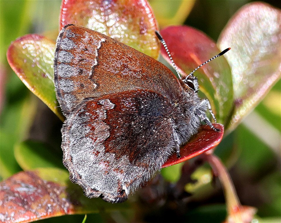 ELFIN, HOARY (Callophrys polios) (04-22-2023) south tolowa dunes state park, del norte co, ca -06