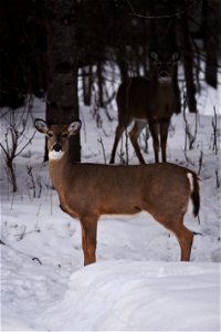 White-tailed deer in the snow