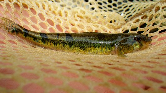 Snail darter photo