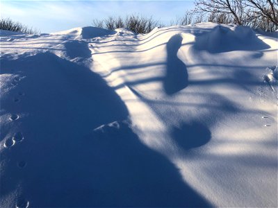 Hedge High Snow