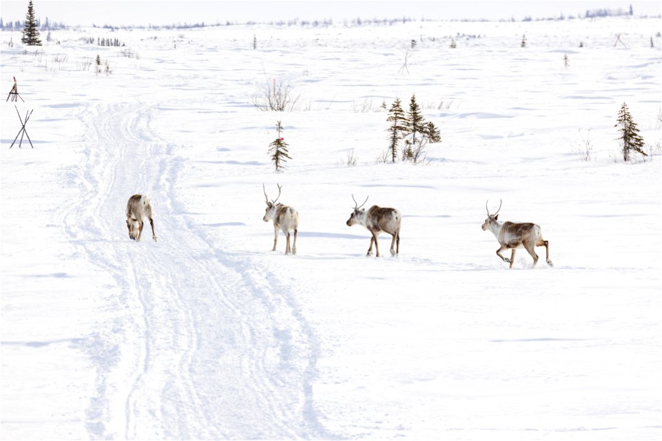 Caribou along a winter trail on Selawik National Wildlife Refuge