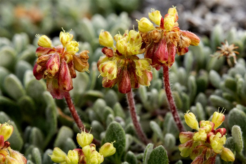 Eriogonum caespitosumogonum caespitosum</i>