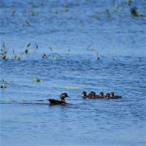 Wood Duck Brood on Plooster WPA Lake Andes Wetland Management District South Dakota photo
