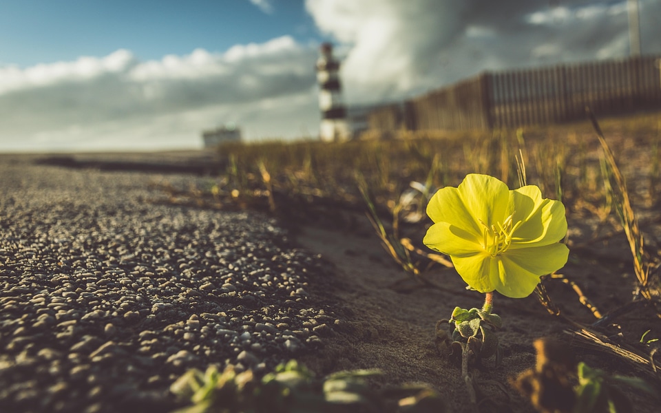 Lighthouse flower landscape