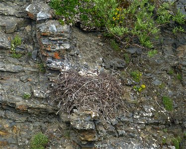Rough-legged Hawk nest photo