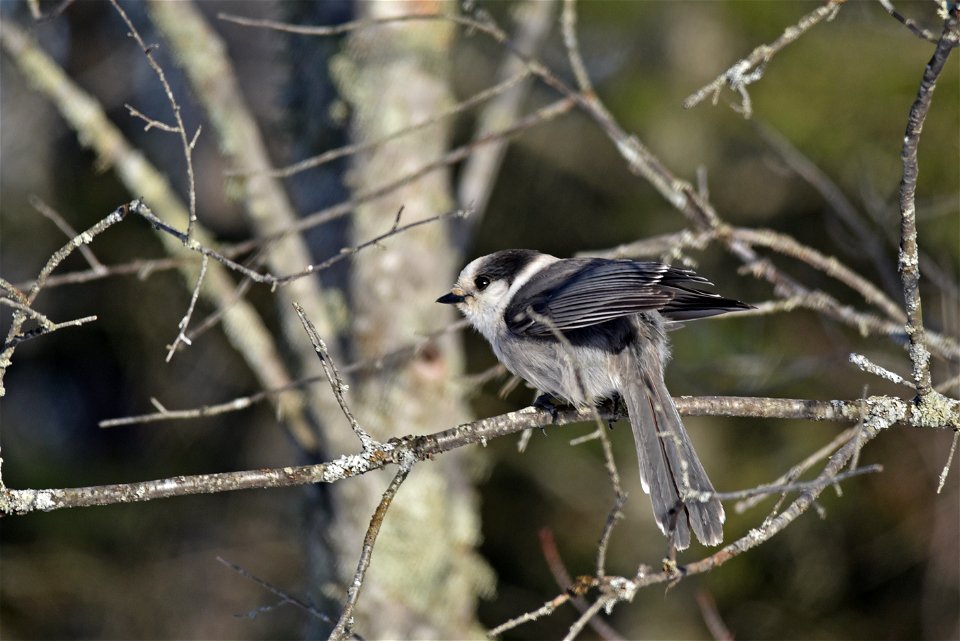 Canada jay in a tree