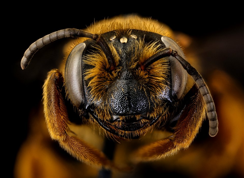 Andrena obscuripennis, female, face, Clarke, GA_2021-06-08-13.50.17 ZS PMax UDR