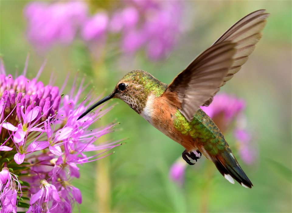 Rufous hummingbird at Seedskadee National Wildlife Refuge