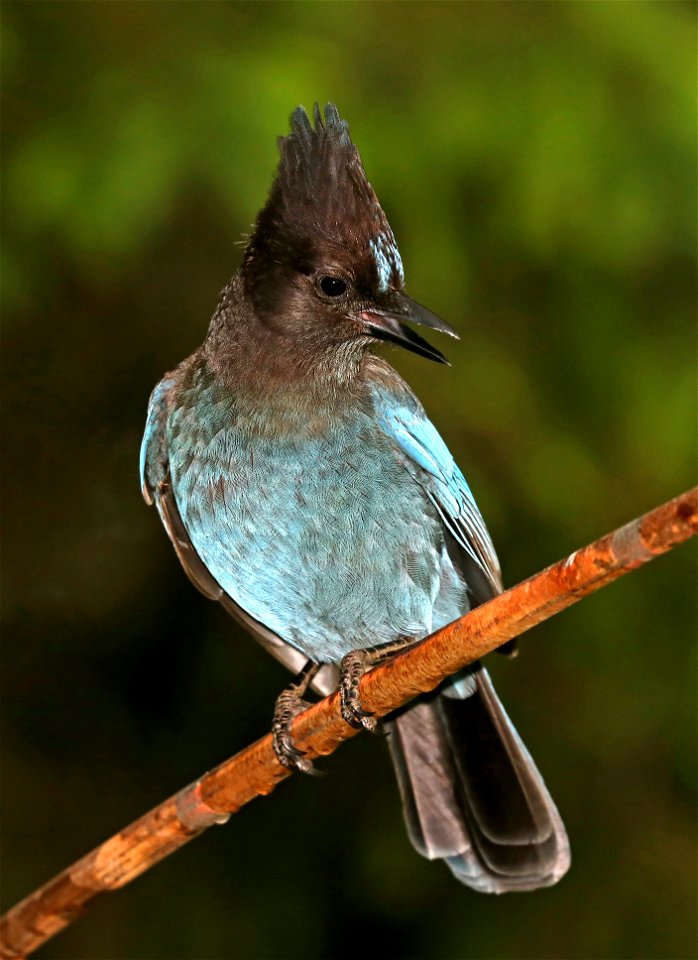 638 - STELLER'S JAY (5-27-2021) yard, crescent city, ca -07