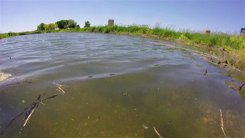 Swimming with smallmouth bass photo