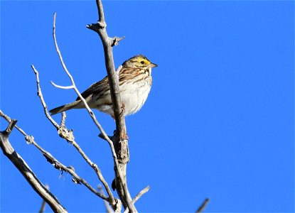 Savannah sparrow at Seedskadee National Wildlife Refuge photo