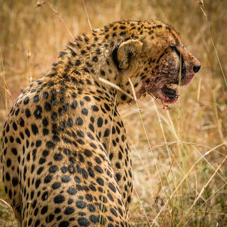 Animal cheetah hunting