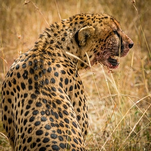 Animal cheetah hunting photo