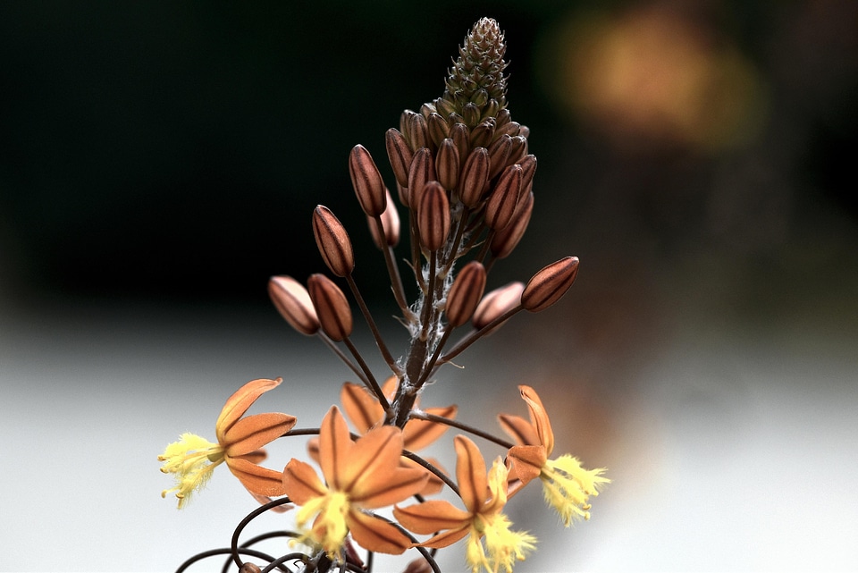 Flowers Nature Beauty