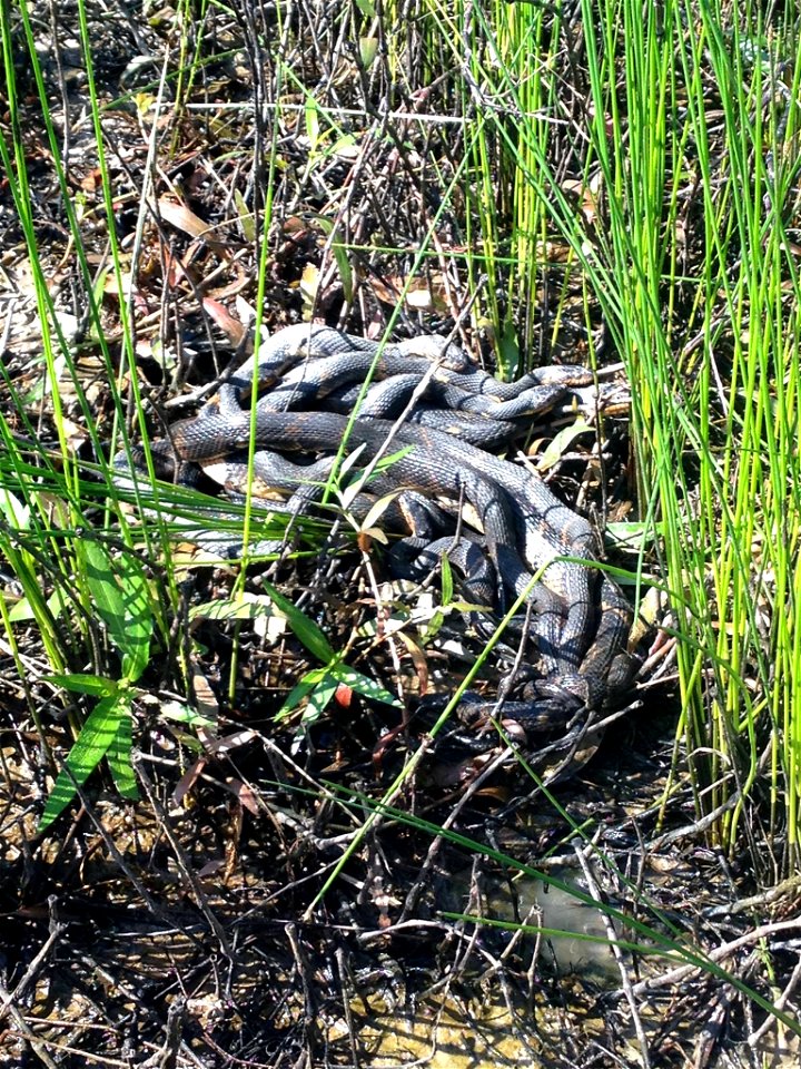 Snake Mating Frenzy