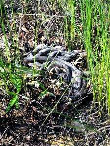 Snake Mating Frenzy photo