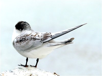 White fronted tern NZ photo