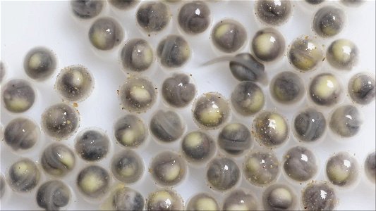 Hatching Paddlefish Eggs