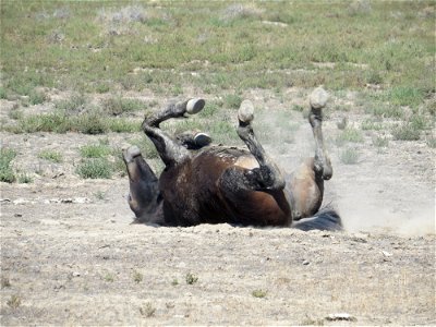Winner: Colt Rolling
