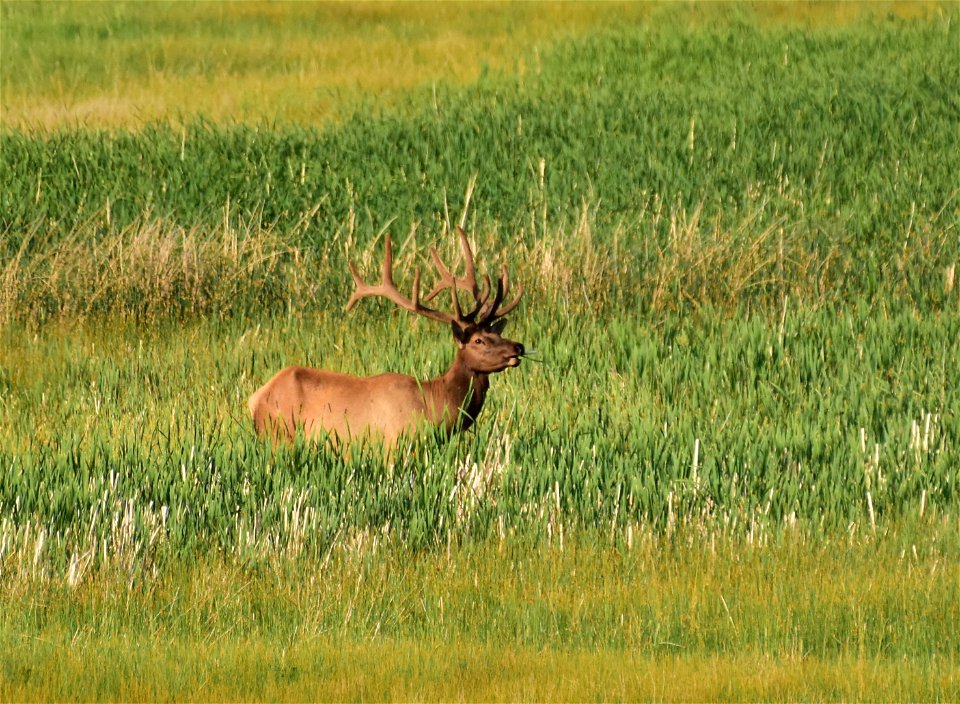 Elk at Seedskadee National Wildlife Refuge